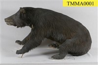 Formosan Black Bear Collection Image, Figure 8, Total 13 Figures